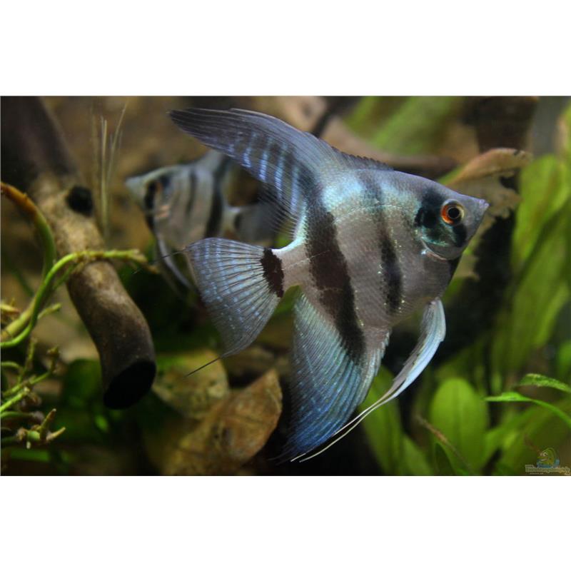 Pterophyllum scalare blue diamond - imagine 4